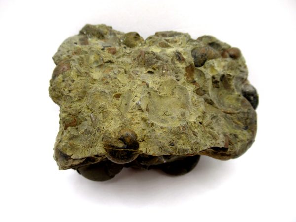 Genuine Devonian Age Goniatite Cluster Fossil From Morocco For Sale #3c