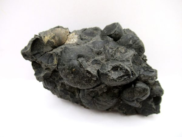 Genuine Devonian Age Goniatite Cluster Fossil From Morocco For Sale #4a