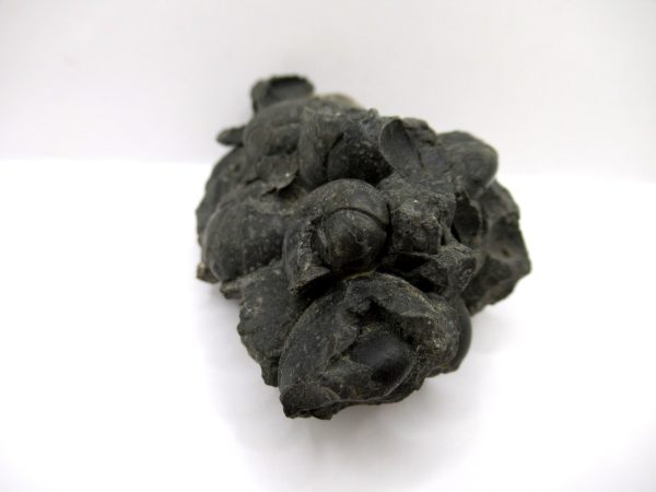 Genuine Devonian Age Goniatite Cluster Fossil From Morocco For Sale #4b