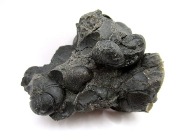 Genuine Devonian Age Goniatite Cluster Fossil From Morocco For Sale #5c