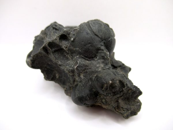 Genuine Devonian Age Goniatite Cluster Fossil From Morocco For Sale #6b