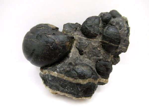 Genuine Devonian Age Goniatite Cluster Fossil From Morocco For Sale #9