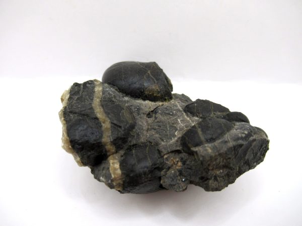 Genuine Devonian Age Goniatite Cluster Fossil From Morocco For Sale #9a