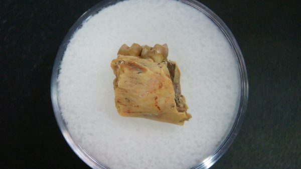 Genuine Oligocene Age Ischyromys Jaw Section From South Dakota For Sale #10a