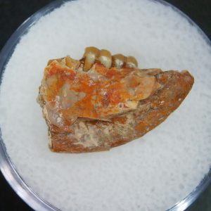 Genuine Oligocene Age Ischyromys Jaw Section From South Dakota For Sale #11