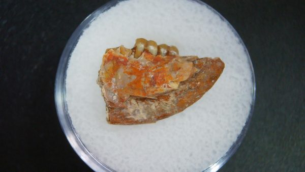 Genuine Oligocene Age Ischyromys Jaw Section From South Dakota For Sale #11