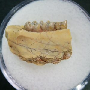 Genuine Oligocene Age Ischyromys Jaw Section From South Dakota For Sale #13