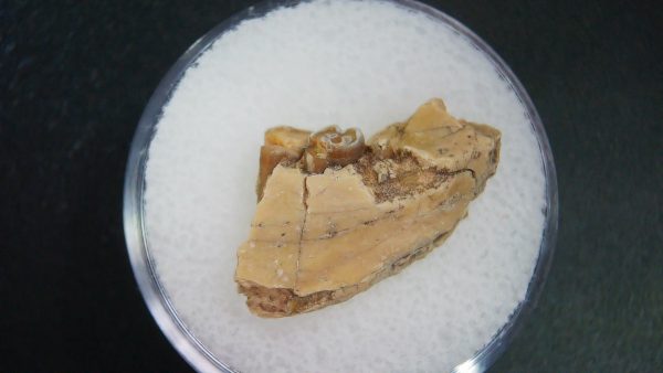 Genuine Oligocene Age Ischyromys Jaw Section From South Dakota For Sale #14