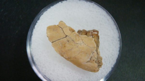 Genuine Oligocene Age Ischyromys Jaw Section From South Dakota For Sale #14a