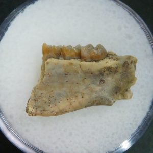 Genuine Oligocene Age Ischyromys Jaw Section From South Dakota For Sale #15