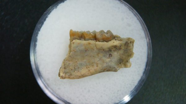 Genuine Oligocene Age Ischyromys Jaw Section From South Dakota For Sale #15