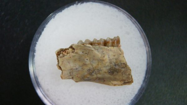 Genuine Oligocene Age Ischyromys Jaw Section From South Dakota For Sale #15a