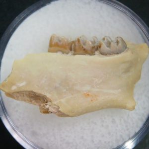 Genuine Oligocene Age Ischyromys Jaw Section From South Dakota For Sale #16