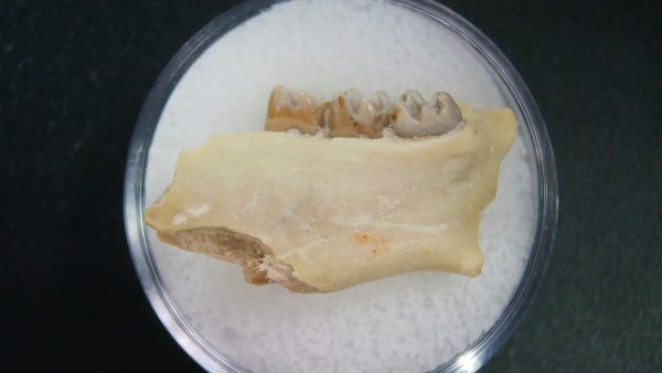 Genuine Oligocene Age Ischyromys Jaw Section From South Dakota For Sale #16