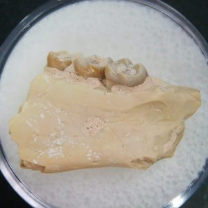 Genuine Oligocene Age Ischyromys Jaw Section From South Dakota For Sale #19