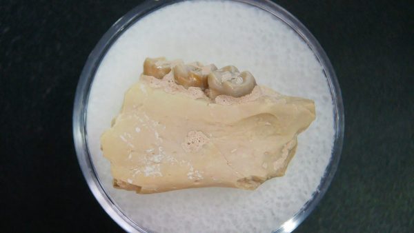 Genuine Oligocene Age Ischyromys Jaw Section From South Dakota For Sale #19