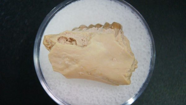 Genuine Oligocene Age Ischyromys Jaw Section From South Dakota For Sale #19a