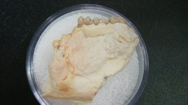 Genuine Oligocene Age Ischyromys Jaw Section From South Dakota For Sale #21a