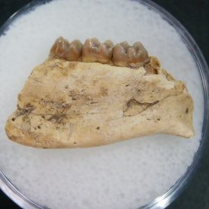 Genuine Oligocene Age Ischyromys Jaw Section From South Dakota For Sale #9