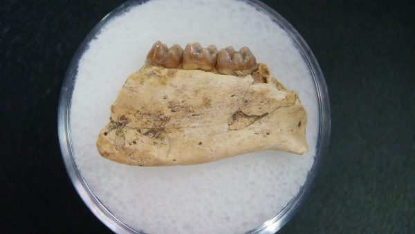 Genuine Oligocene Age Ischyromys Jaw Section From South Dakota For Sale #9