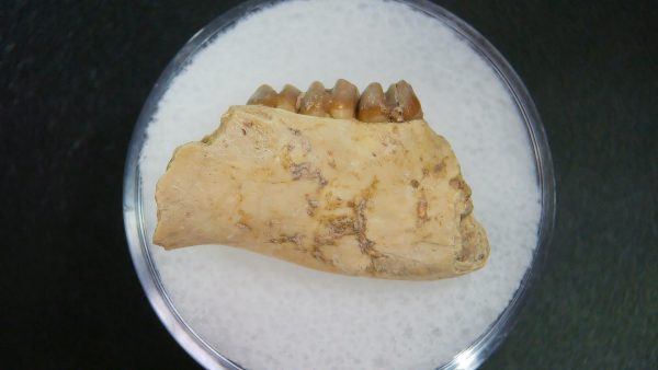 Genuine Oligocene Age Ischyromys Jaw Section From South Dakota For Sale #9a