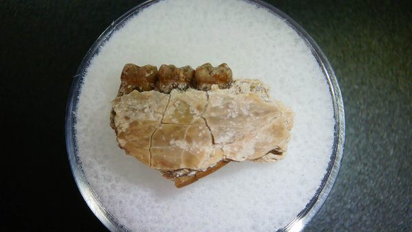 Genuine Oligocene Age Ischyromys Rodent Jaw Section From South Dakota For Sale #10