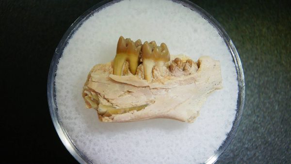 Genuine Oligocene Age Ischyromys Rodent Jaw Section From South Dakota For Sale #11