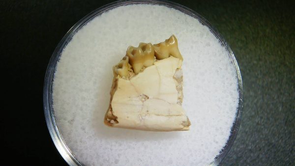 Genuine Oligocene Age Ischyromys Rodent Jaw Section From South Dakota For Sale #12