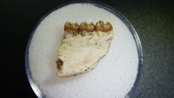 Genuine Oligocene Age Ischyromys Rodent Jaw Section From South Dakota For Sale #13