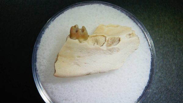 Genuine Oligocene Age Ischyromys Rodent Jaw Section From South Dakota For Sale #15