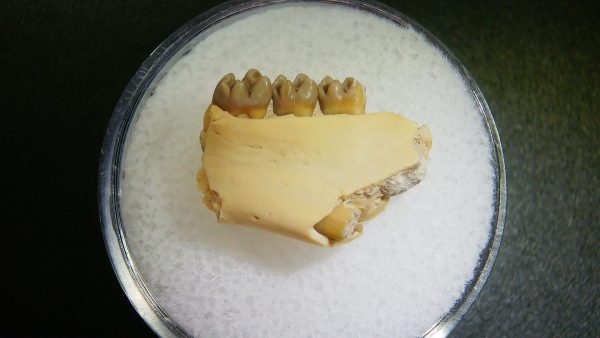 Genuine Oligocene Age Ischyromys Rodent Jaw Section From South Dakota For Sale #16