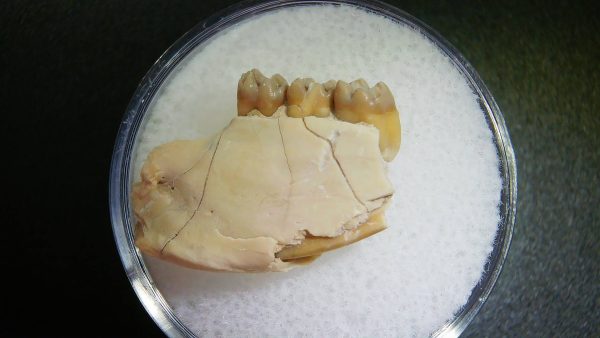 Genuine Oligocene Age Ischyromys Rodent Jaw Section From South Dakota For Sale #5