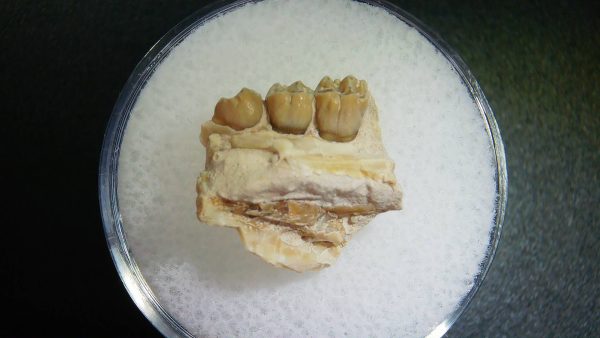 Genuine Oligocene Age Ischyromys Rodent Jaw Section From South Dakota For Sale #8