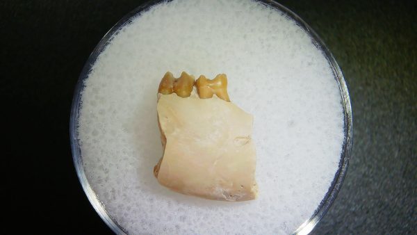 Genuine Oligocene Age Ischyromys Rodent Jaw Section From South Dakota For Sale #9