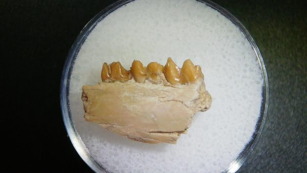 Genuine Oligocene Age Leptomeryx Jaw Section From South Dakota For Sale #11a