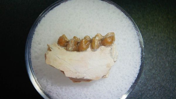 Genuine Oligocene Age Leptomeryx Jaw Section From South Dakota For Sale #12a