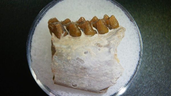 Genuine Oligocene Age Leptomeryx Jaw Section From South Dakota For Sale #14a