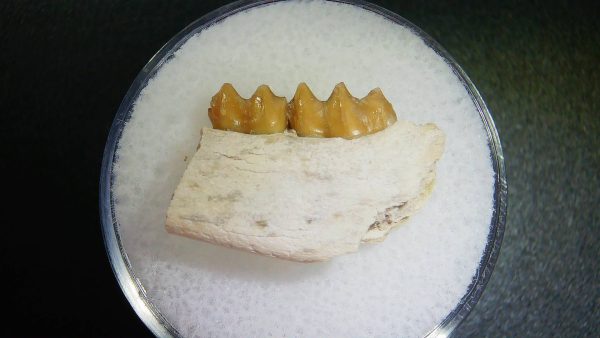 Genuine Oligocene Age Leptomeryx Jaw Section From South Dakota For Sale #15a