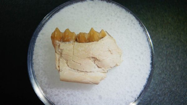 Genuine Oligocene Age Leptomeryx Jaw Section From South Dakota For Sale #5a