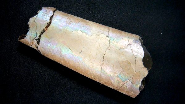 Genuine Cretaceous Age Baculite Fossil for Sale from South Dakota #2a