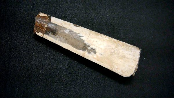 Genuine Cretaceous Age Baculite Fossil for Sale from South Dakota #4a