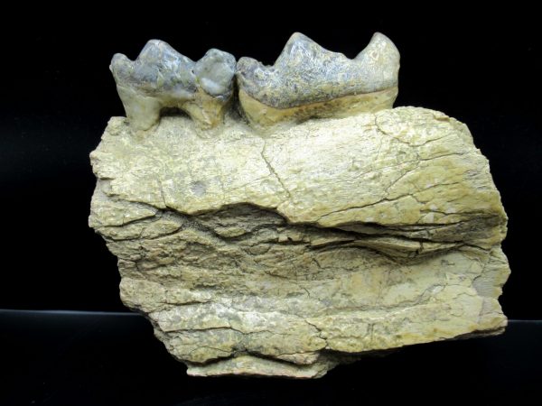 Genuine Eocene Age Brontotherium Jaw Fossil for Sale from South Dakota #1