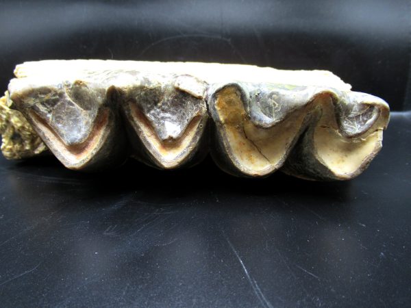 Genuine Eocene Age Brontotherium Jaw Fossil for Sale from South Dakota #1b