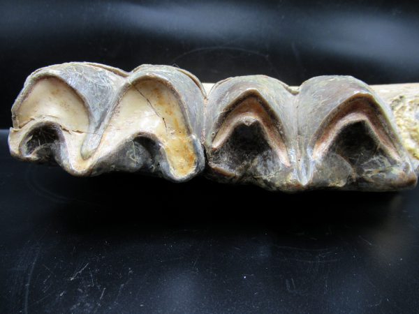 Genuine Eocene Age Brontotherium Jaw Fossil for Sale from South Dakota #1c