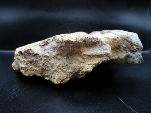 Genuine Eocene Age Brontotherium Jaw Fossil for Sale from South Dakota #1d