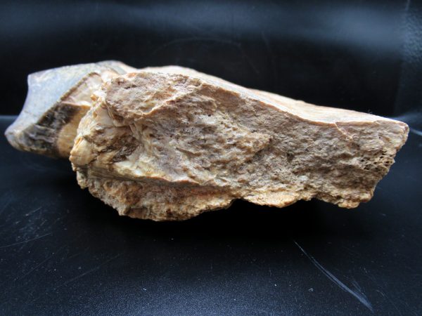 Genuine Eocene Age Brontotherium Jaw Fossil for Sale from South Dakota #1e