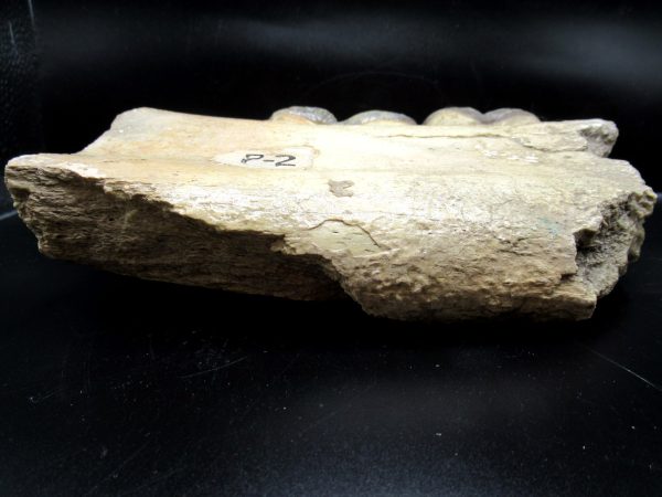 Genuine Eocene Age Brontotherium Jaw Fossil for Sale from South Dakota #1f