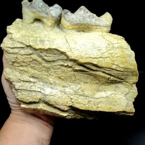 Genuine Eocene Age Brontotherium Jaw Fossil for Sale from South Dakota #1g