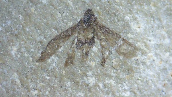 Fossil Insect - Green River fm. Utah #11 - Image 2