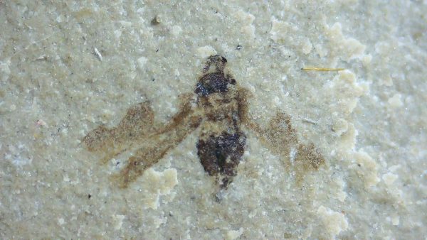 Fossil Insect - Green River fm. Utah #1 - Image 2